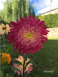 0cedda9e-20160822 RI cinija 1.jpg